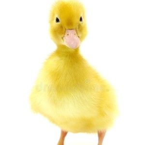 Meet your Posher, Douglas